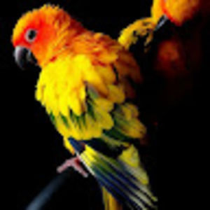 Meet your Posher, Shockcure